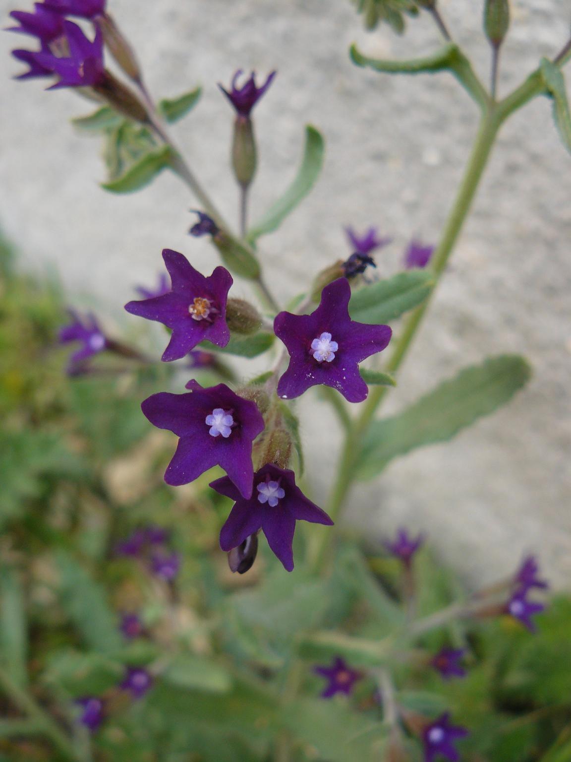 fiori violetta - Anchusa undulata subsp. hybrida